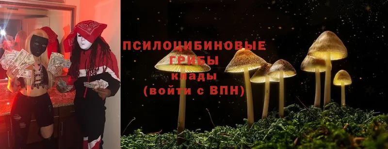 omg вход  Цоци-Юрт  Псилоцибиновые грибы Psilocybe 